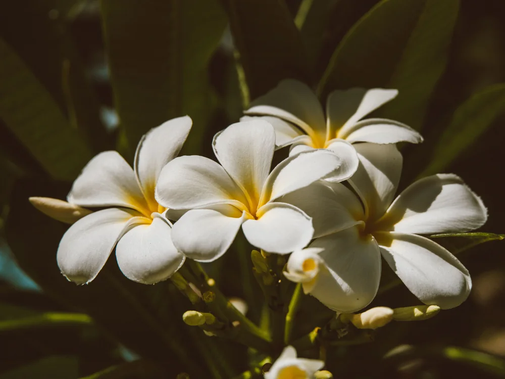 Close-up of a cluster of pink and white plumeria blossoms